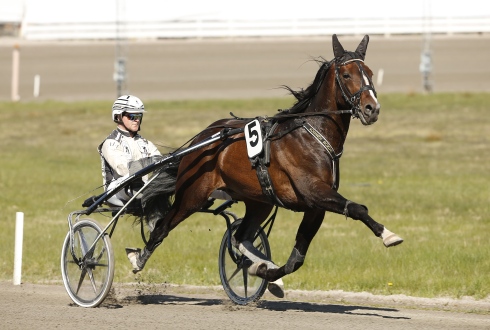 Vilket steg. Karlstadtränaren Magnus Jakobsson med snyggingen Fossens Bonus. Foto: Micke Gustafsson, TR Bild Foto av Micke Gustafsson, TR Bild